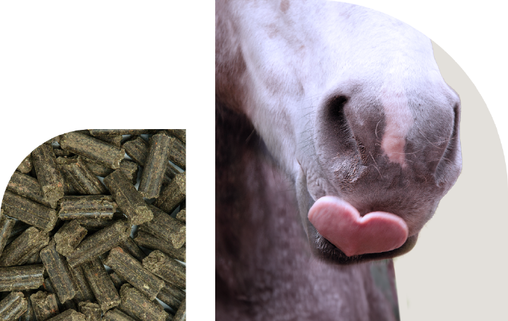 bild hoeveler sortiment pferdefutter belohnung neu